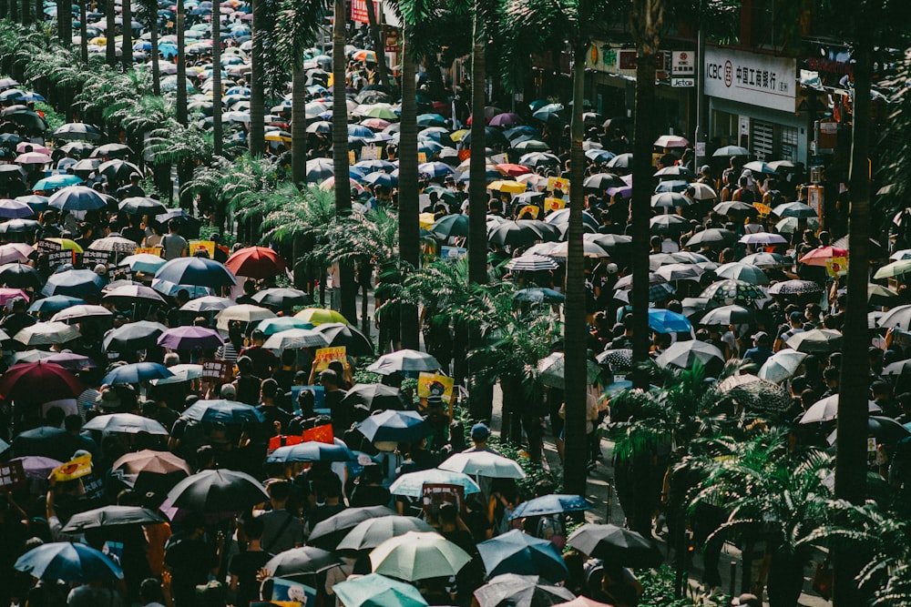 green palm trees with umbrella on the ground