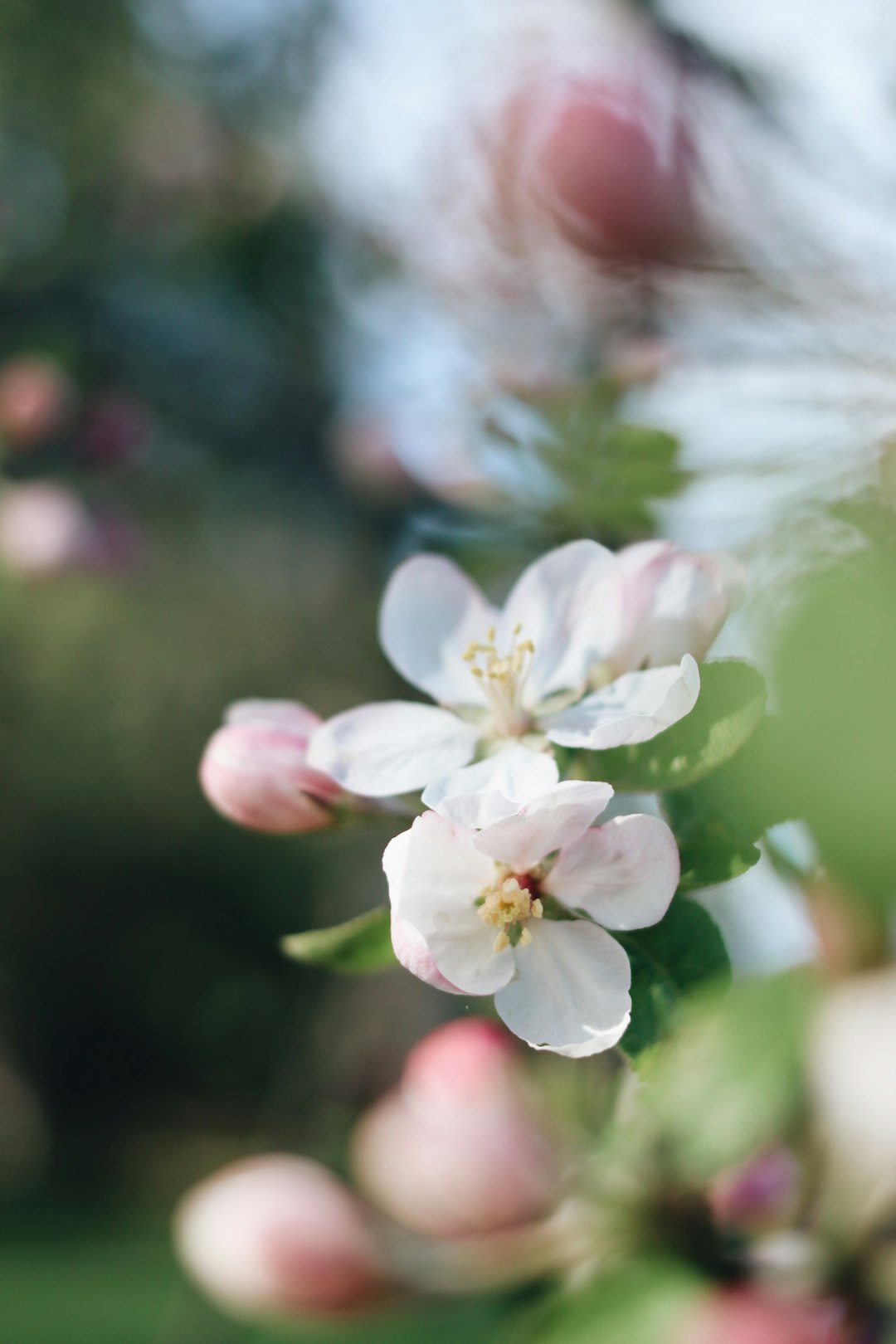 white and pink cherry blossom in close up photography