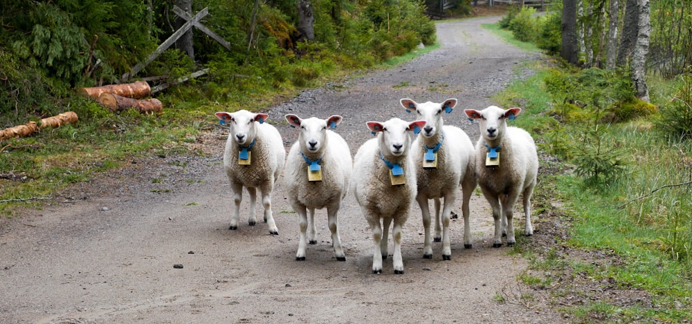 herd of sheep on brown dirt road during daytime