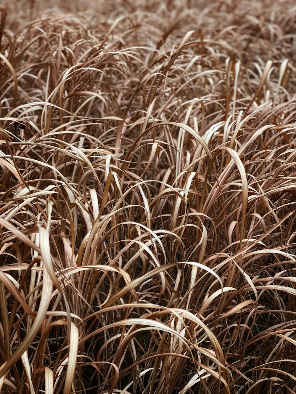 Campo de trigo marrón durante el día