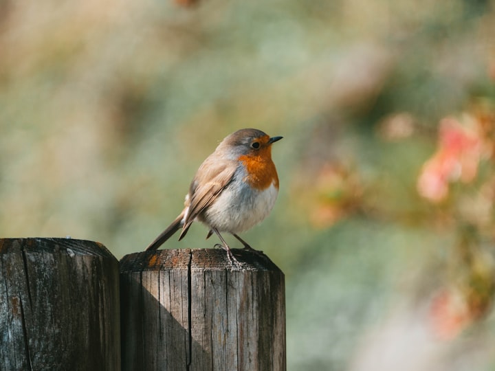 Little Sparrow