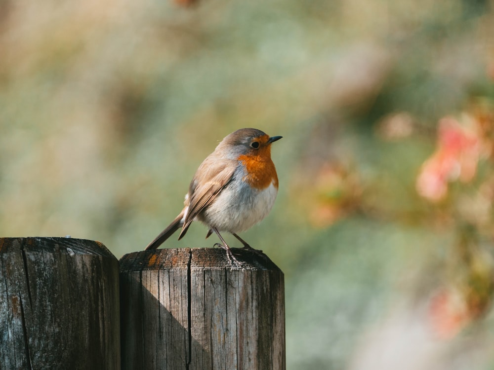 brown and white bird on brown wooden fence