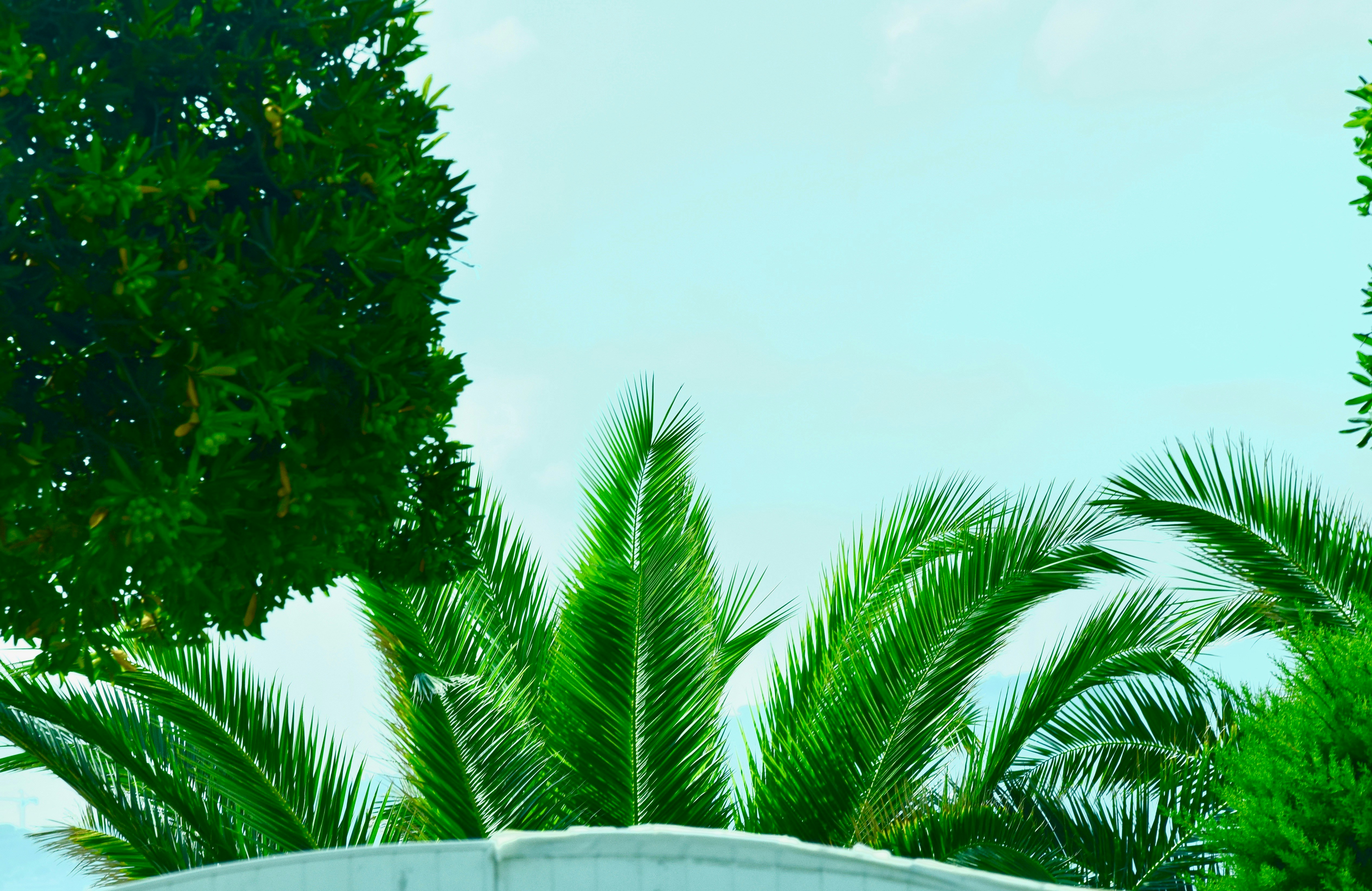 green palm tree under white sky during daytime