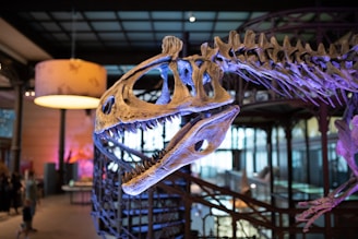 A large dinosaur skeleton is displayed prominently in a museum setting, with intricate bone structures and a dramatic, curved neck. The skeleton is illuminated with soft purple and blue lighting, creating a captivating visual effect. In the background, museum exhibits and visitors are visible, along with a warm, ambient lighting from overhead fixtures.