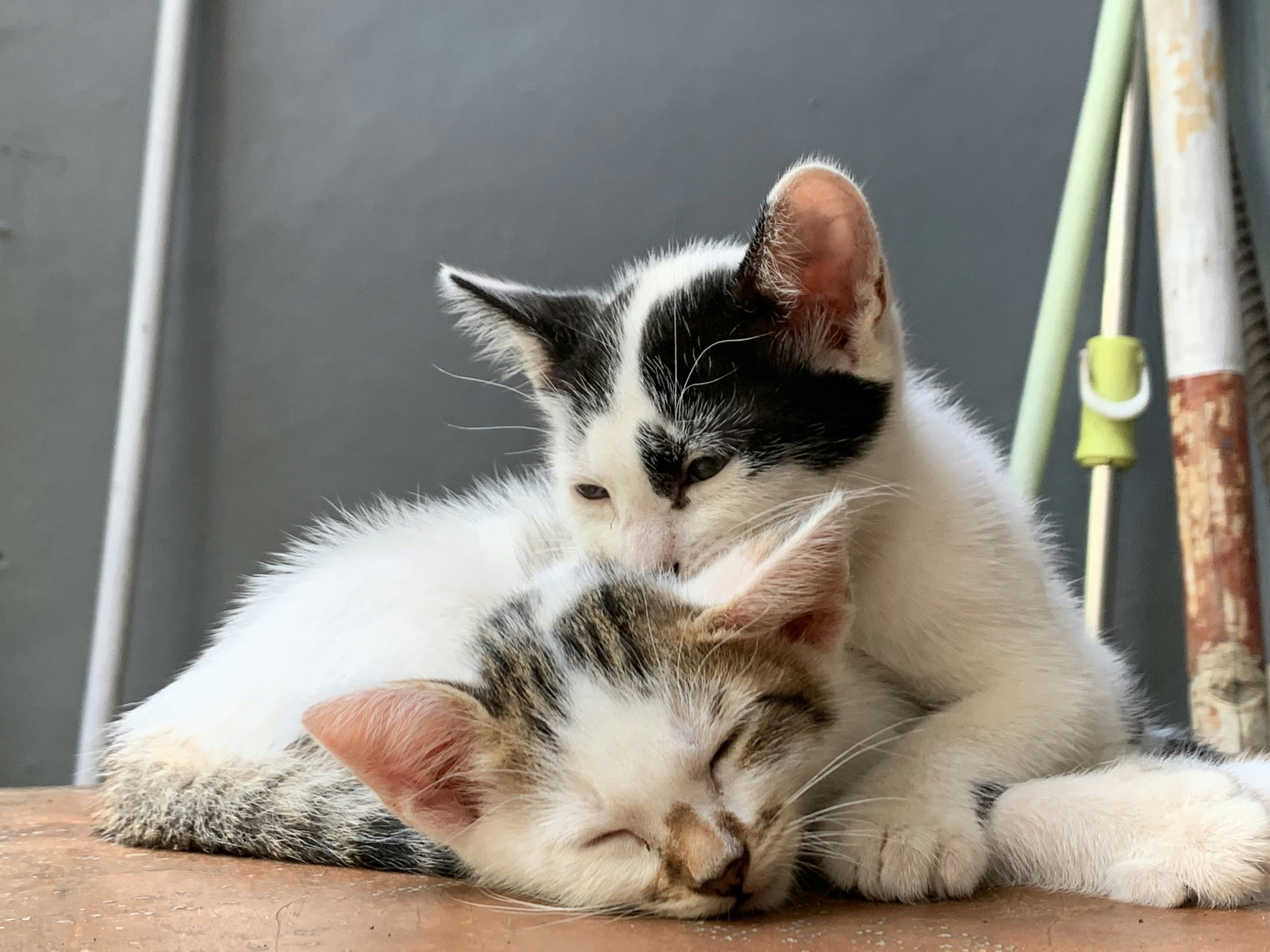 Adorable kitten playing