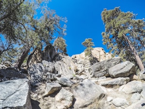 A scenic outdoor landscape featuring rugged boulders and tall trees under a clear blue sky. The rocks are scattered unevenly, creating a natural, rocky path. Pine trees are prominent, extending upwards and providing a sense of height and scale to the scene.