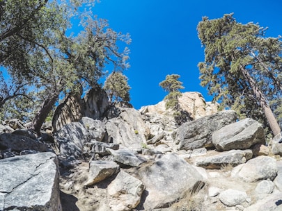 A scenic outdoor landscape featuring rugged boulders and tall trees under a clear blue sky. The rocks are scattered unevenly, creating a natural, rocky path. Pine trees are prominent, extending upwards and providing a sense of height and scale to the scene.