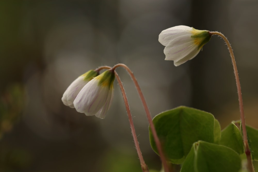 white flower in tilt shift lens