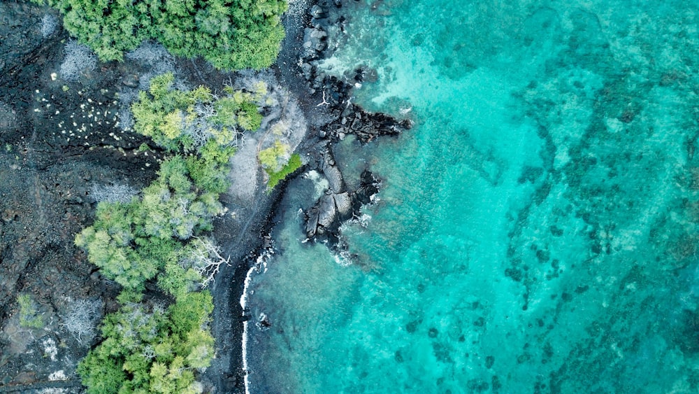 aerial view of green trees beside body of water during daytime