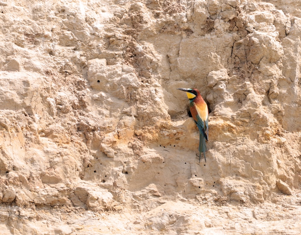 blue and green bird on brown rock