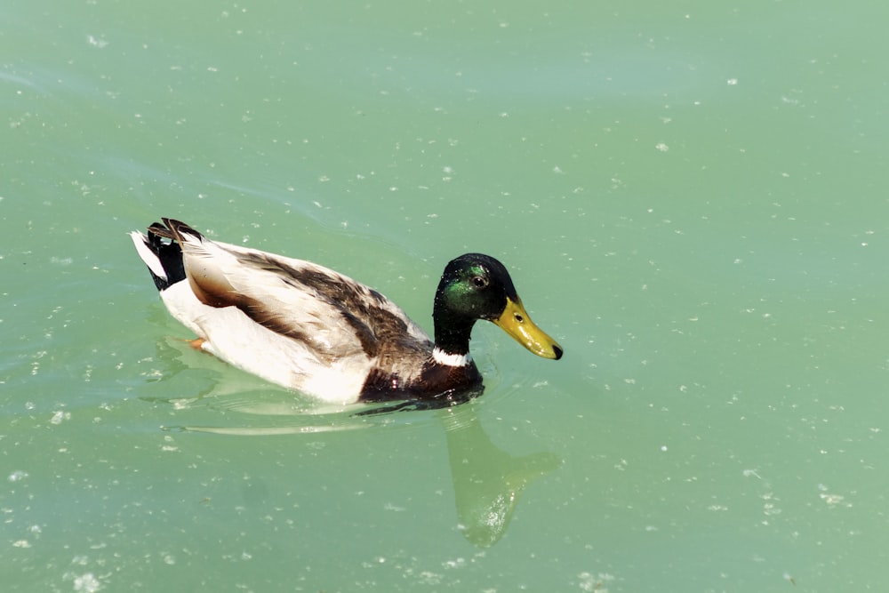 white and black duck on water