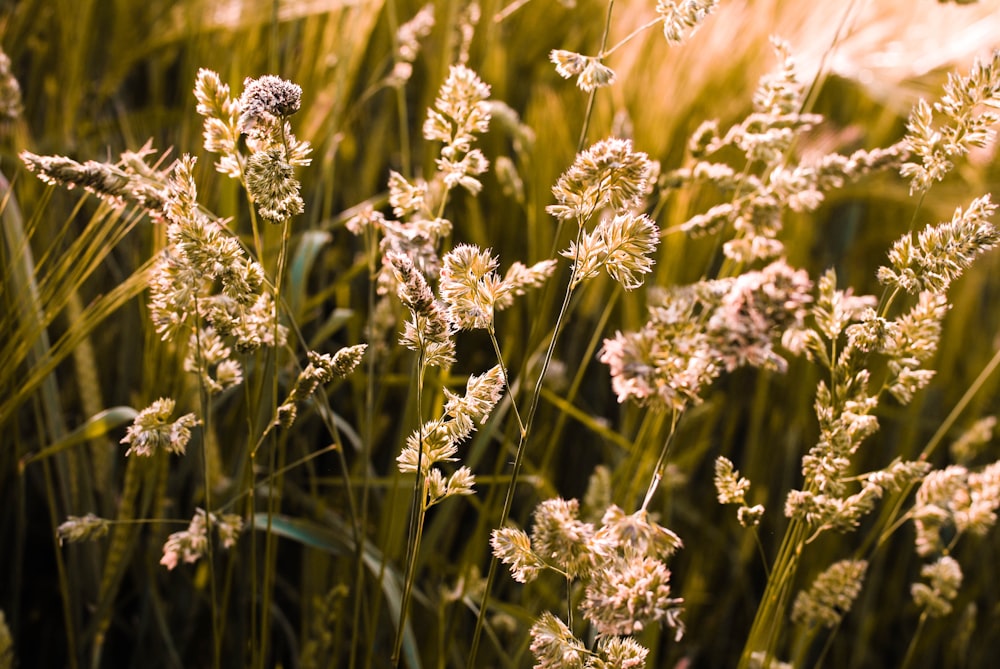 white flowers on brown grass field during daytime