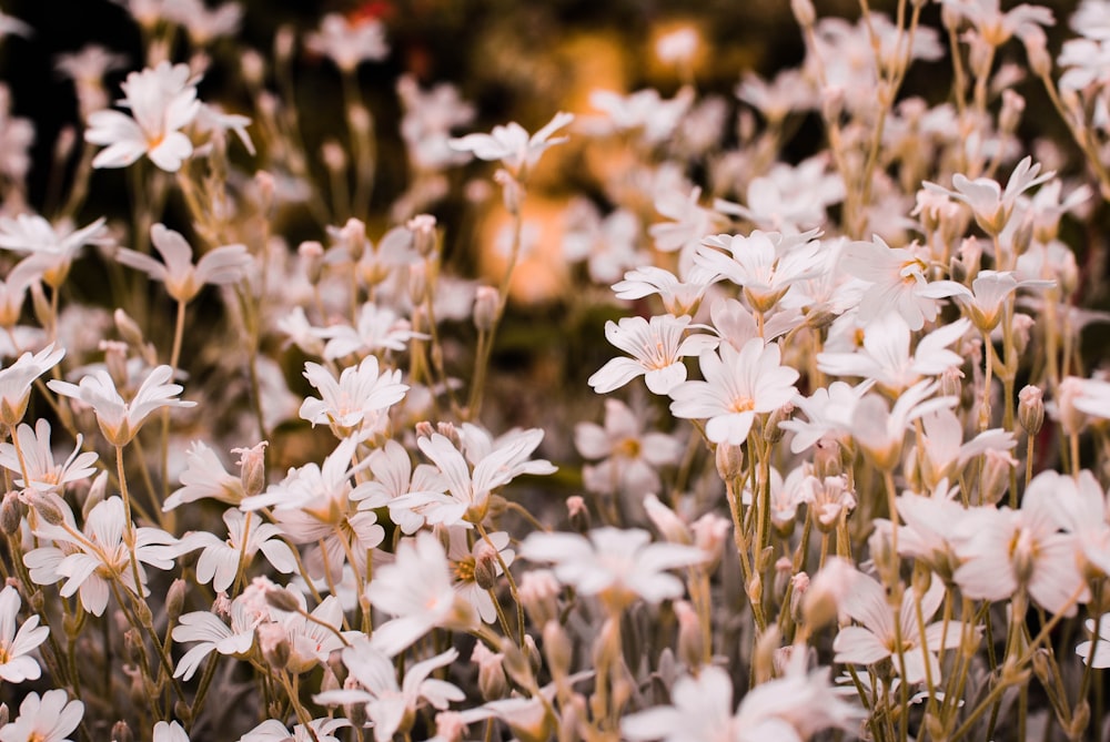 a bunch of white flowers in a field