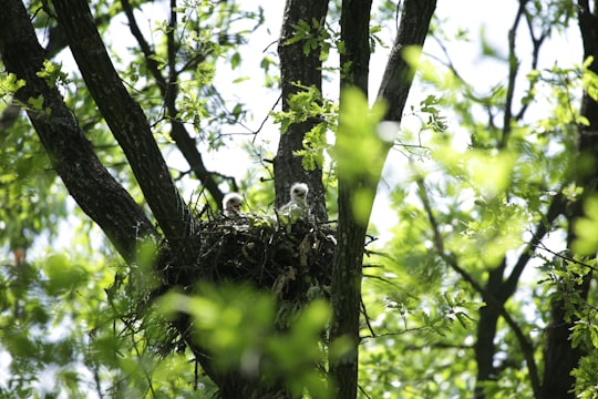 photo of Comana Jungle near National Museum of Romanian History