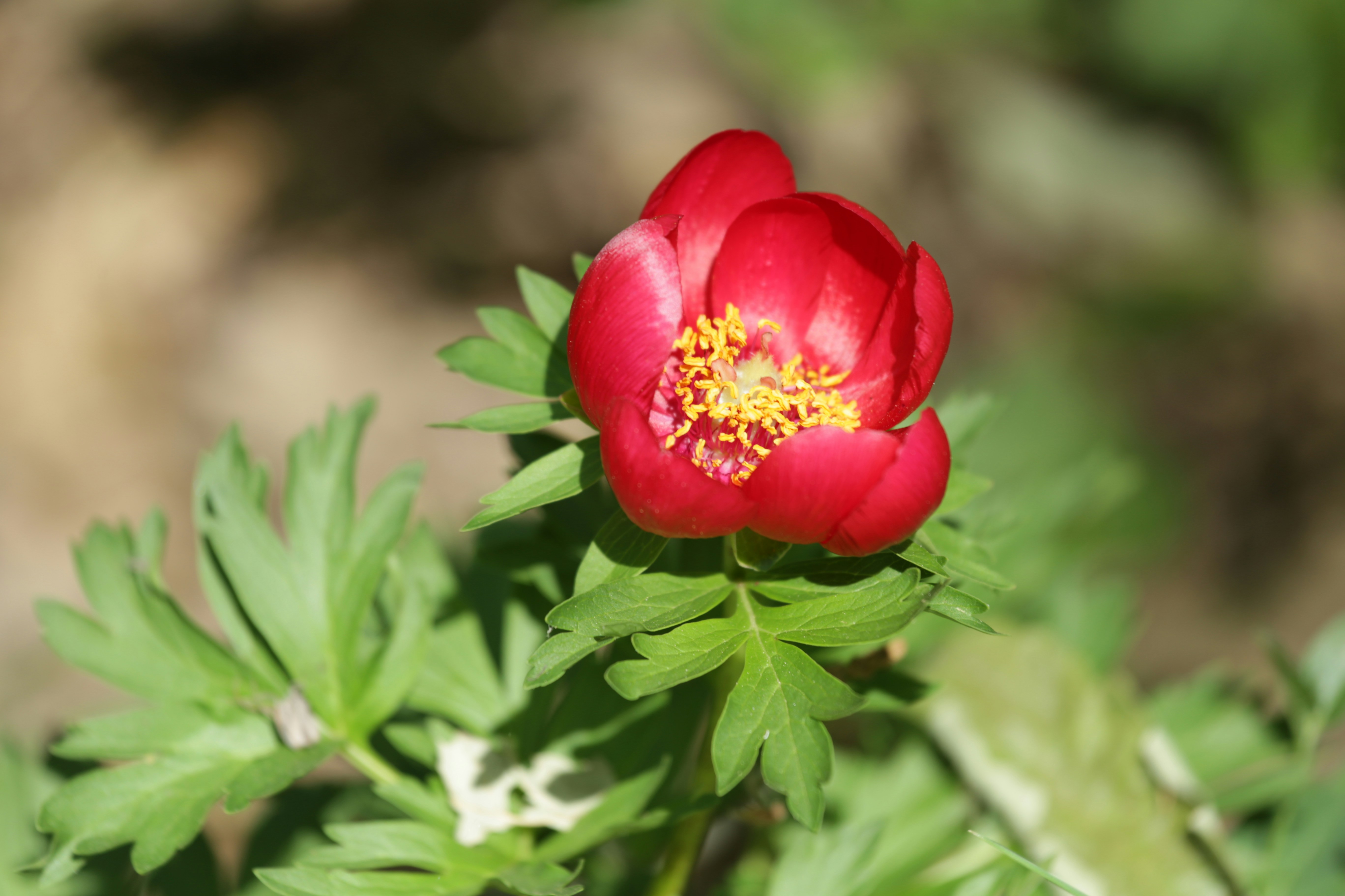 Anca Muresan Anca Muresan Unsplash Photo Community