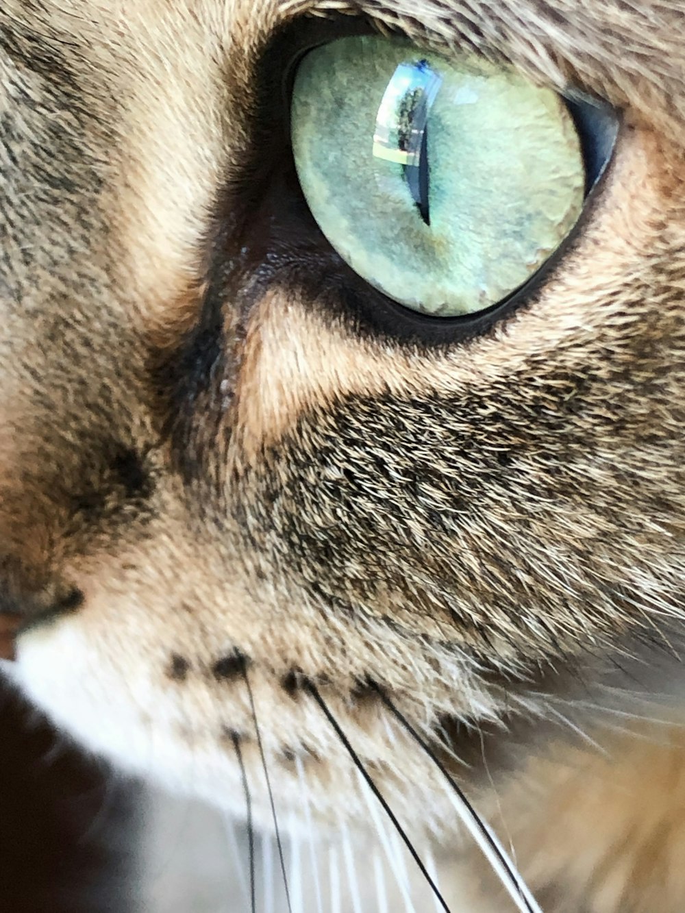 brown tabby cat with blue eyes