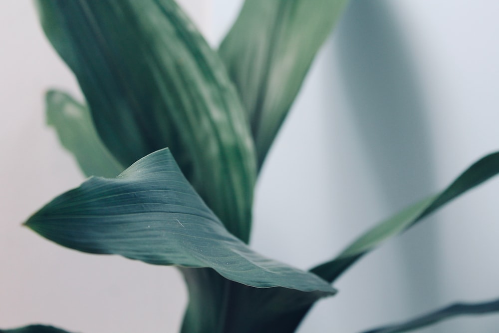 green leaf plant in close up photography