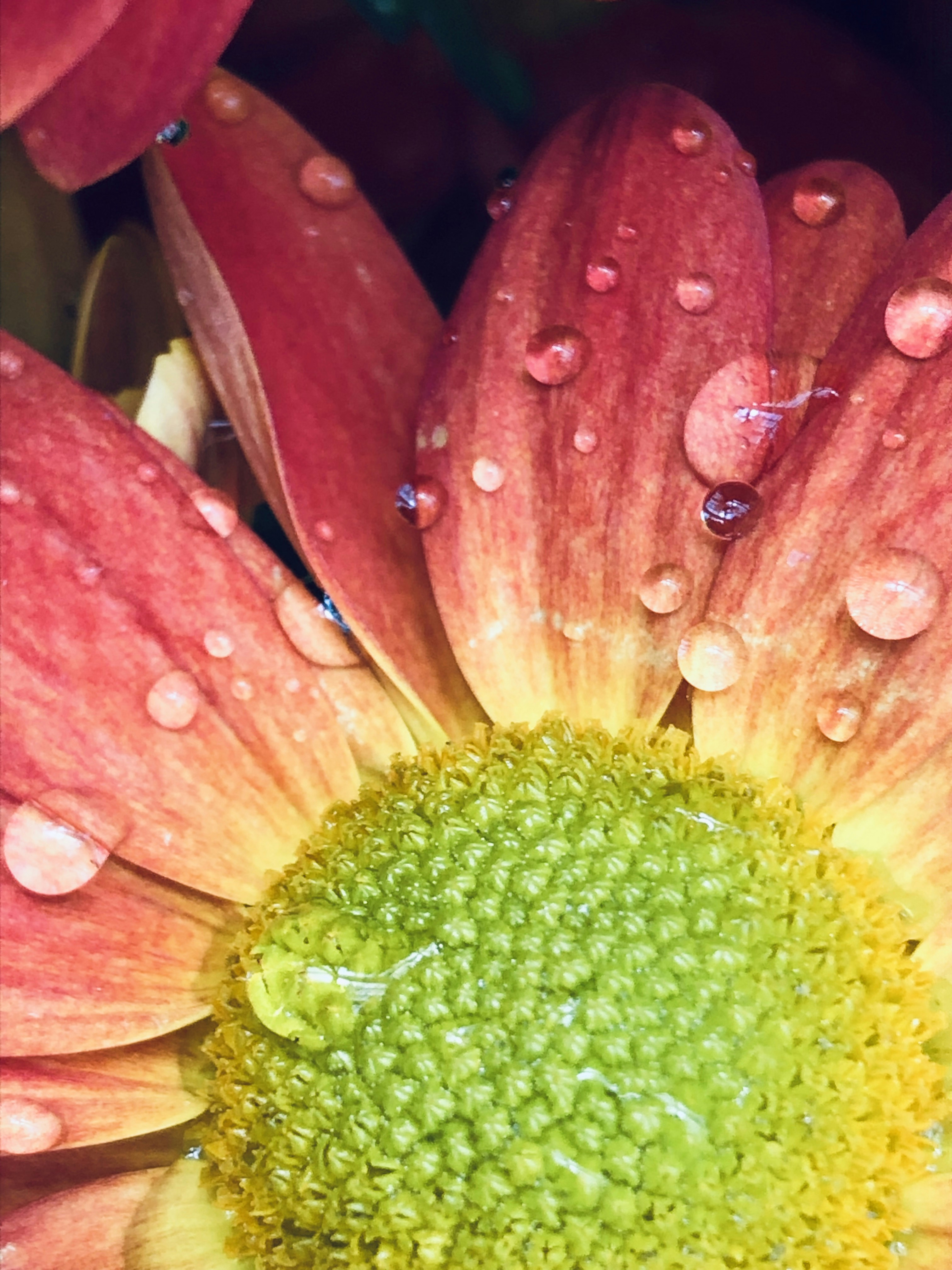 Photo by carmenchilli