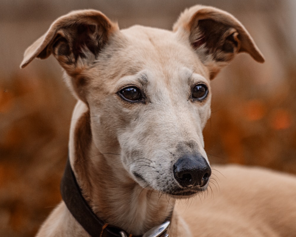 brown and white short coated dog