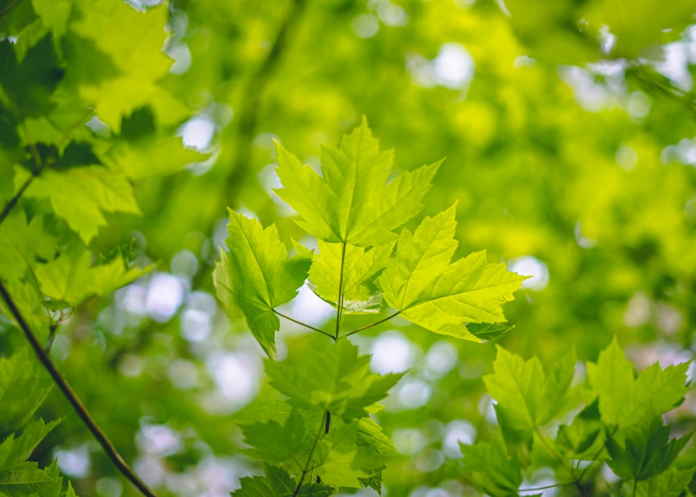 green leaf in close up photography