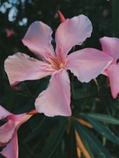 pink flower in macro shot