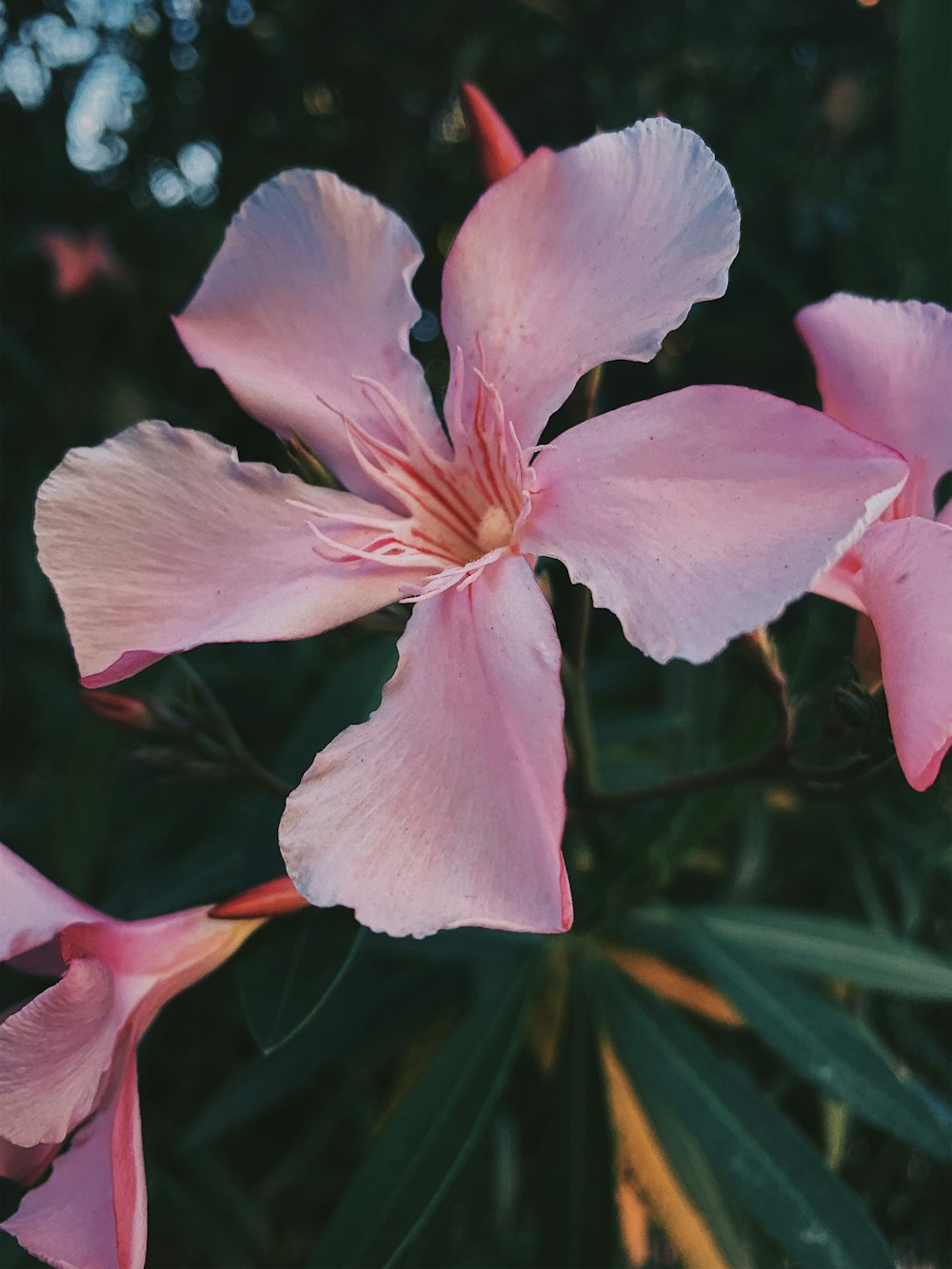 pink flower in macro shot