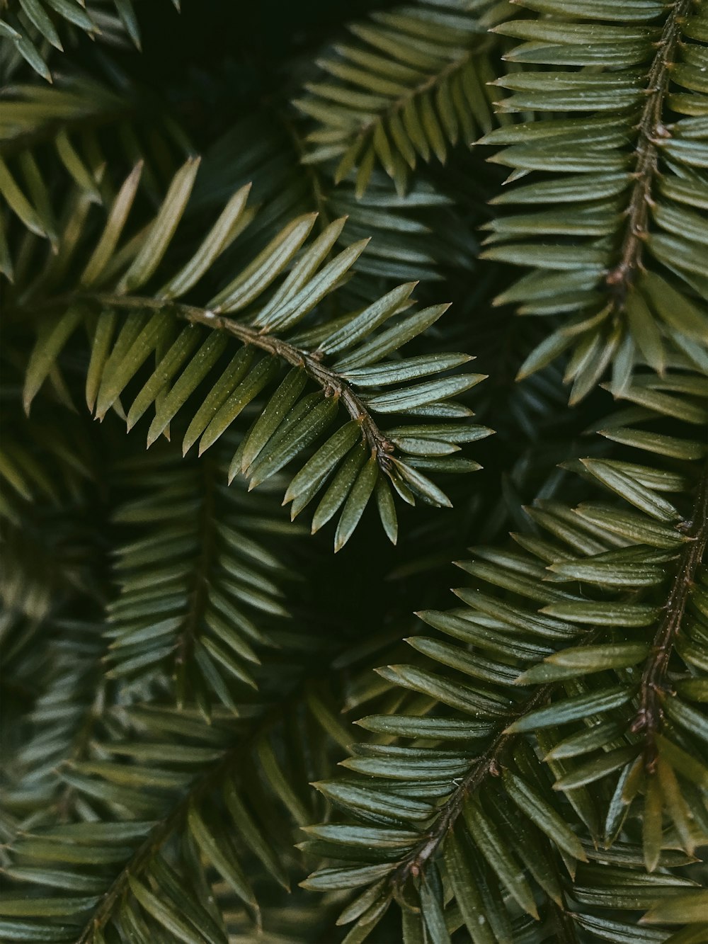 green leaves in close up photography