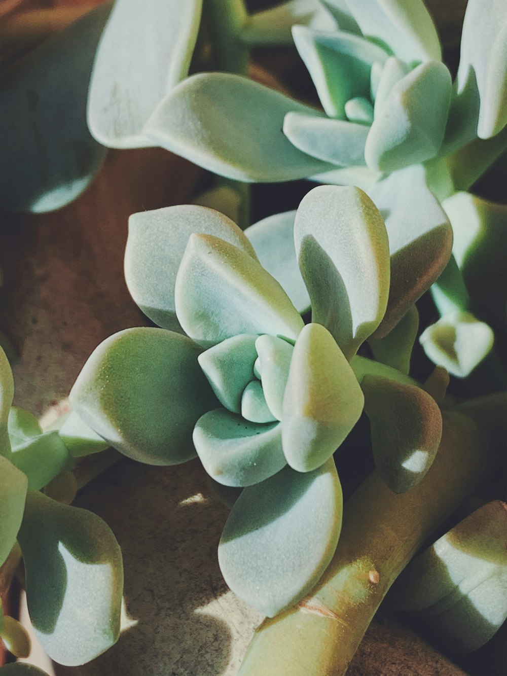 green and white plant on brown soil