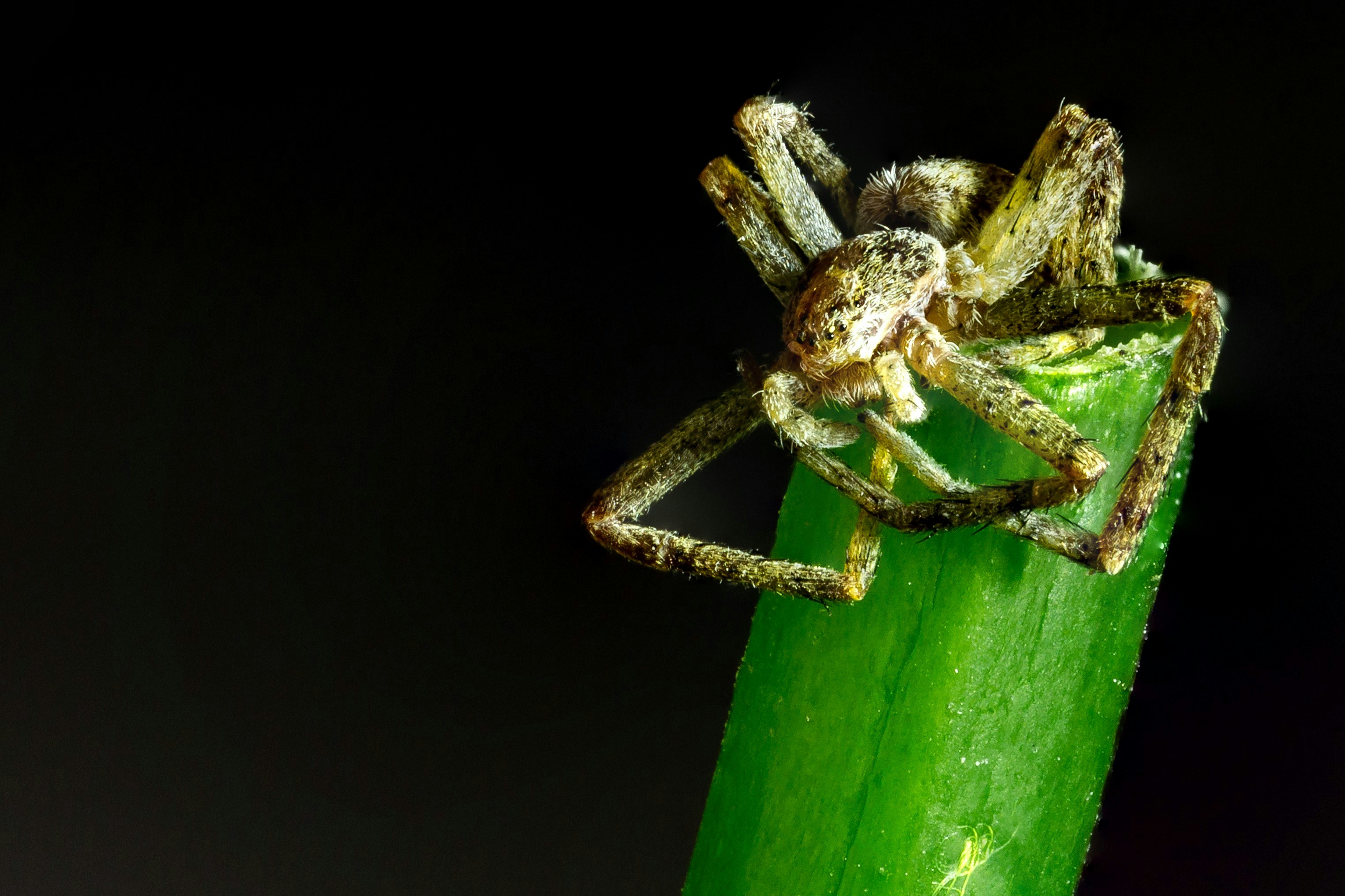 aranha marrom e preta na folha verde