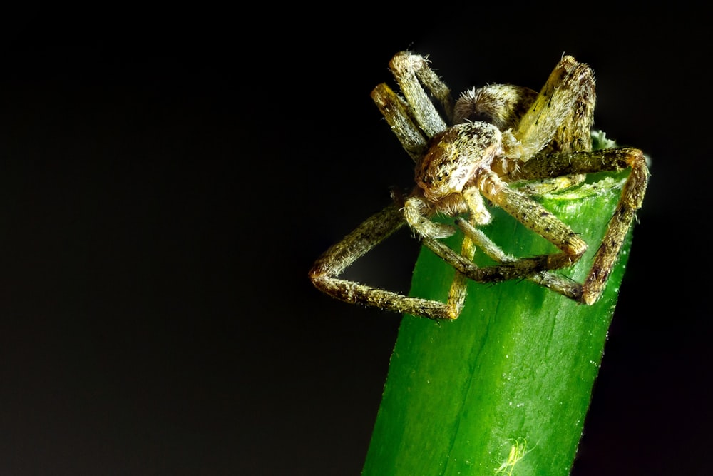 brown and black spider on green leaf