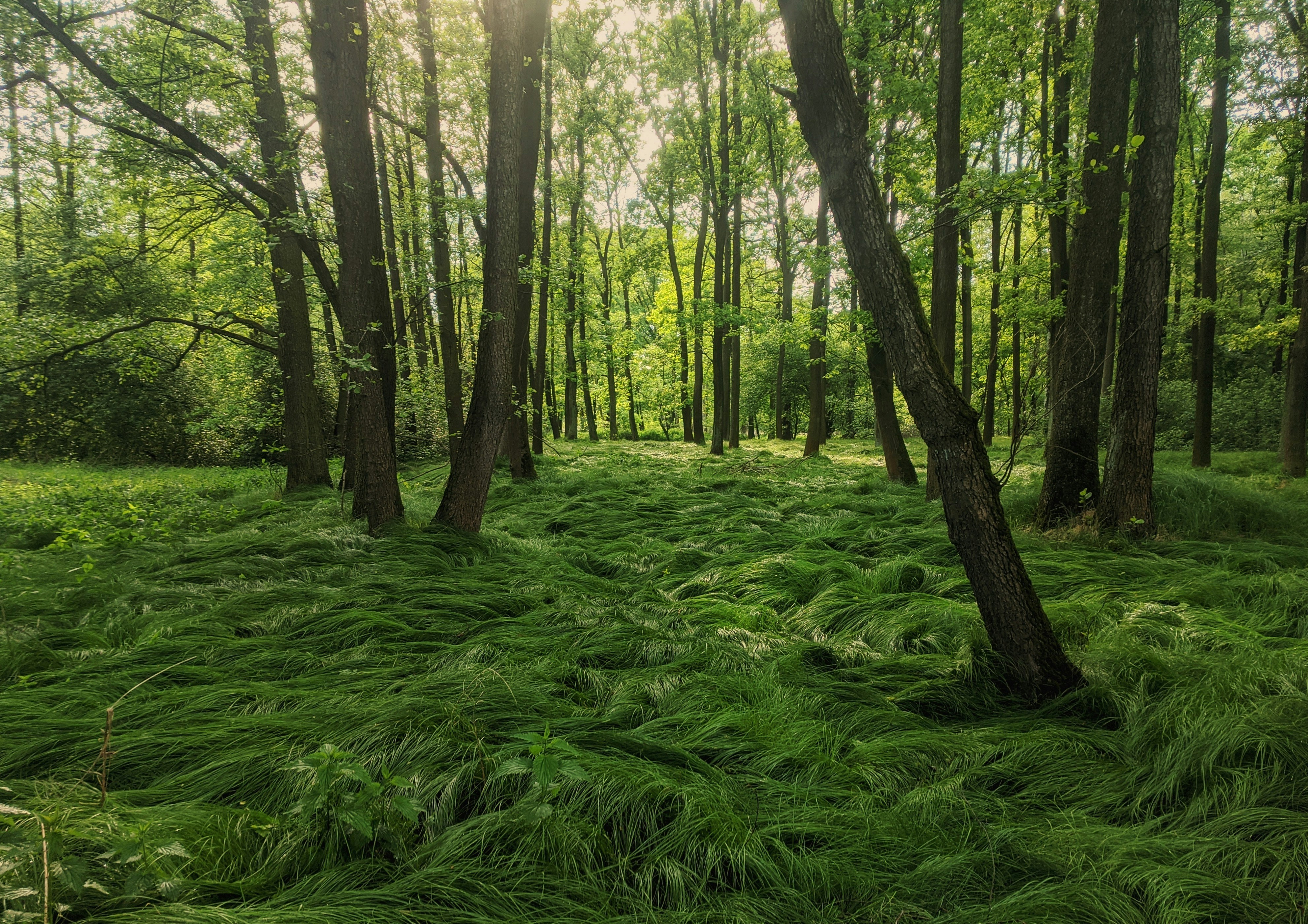 How Legal Precedent Actually Bends