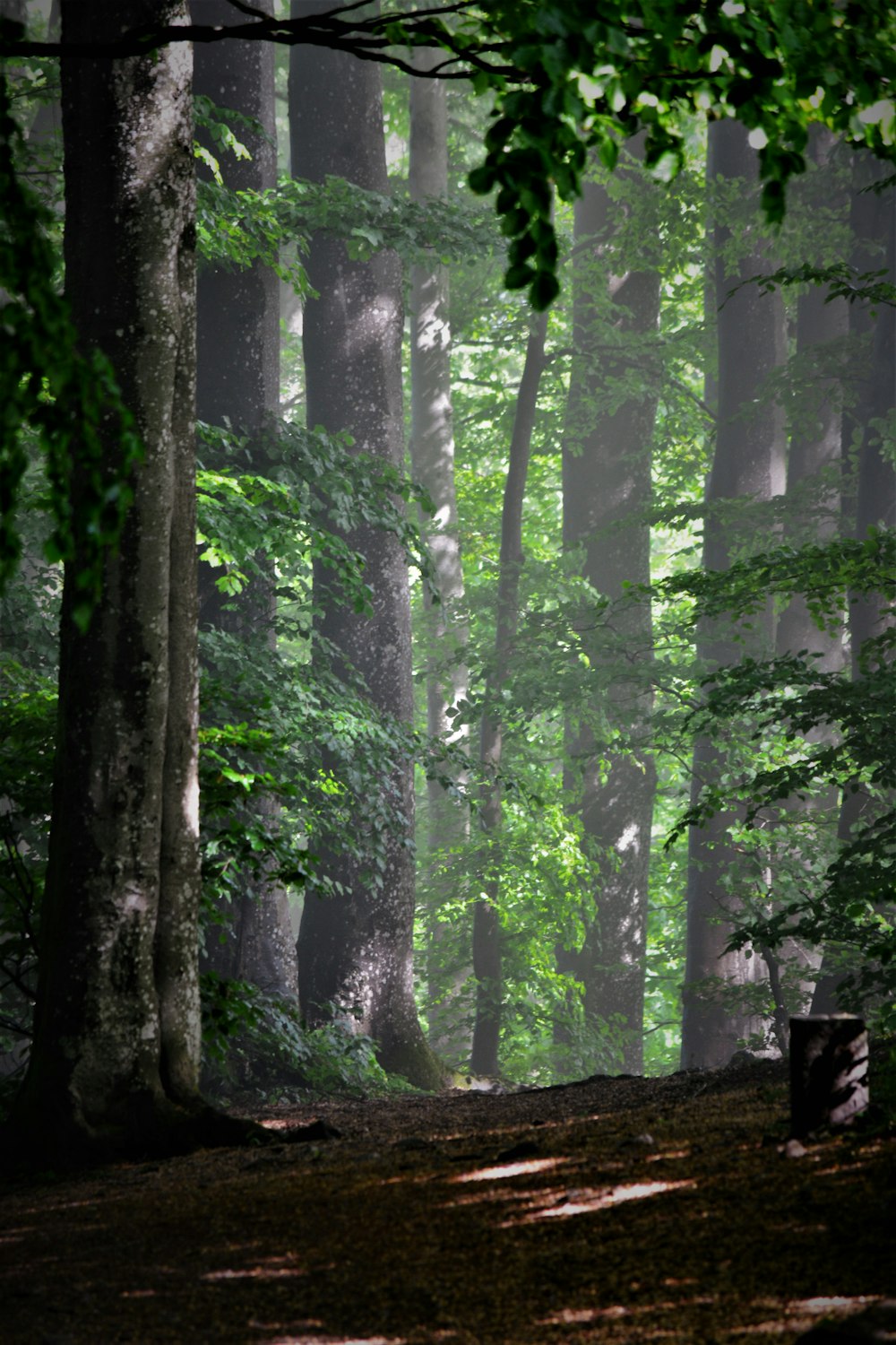 green trees on forest during daytime