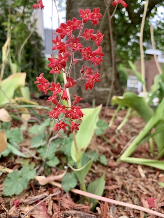A vibrant red flowering plant with delicate star-shaped blossoms, set against a backdrop of leafy greens and a tree trunk. The ground is covered in brown mulch, and the setting is outdoors, suggesting a natural garden environment.