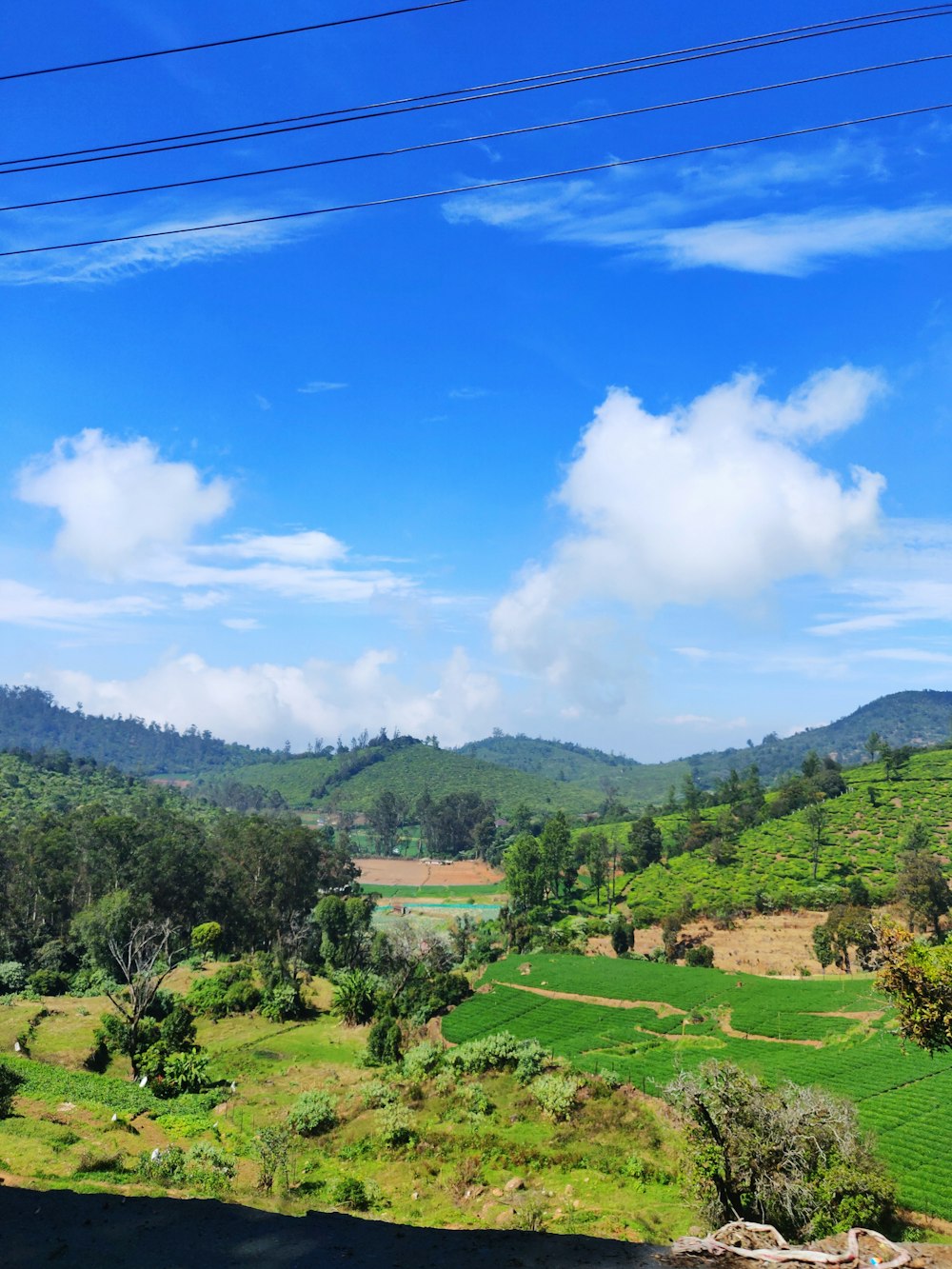 green trees and green grass field under blue sky and white clouds during daytime