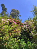A vibrant garden with blooming roses and neatly trimmed hedges under a clear blue sky.