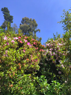 A vibrant garden with blooming roses and neatly trimmed hedges under a clear blue sky.