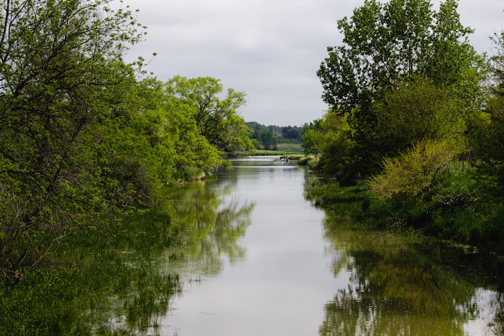 green trees beside river under cloudy sky during daytime