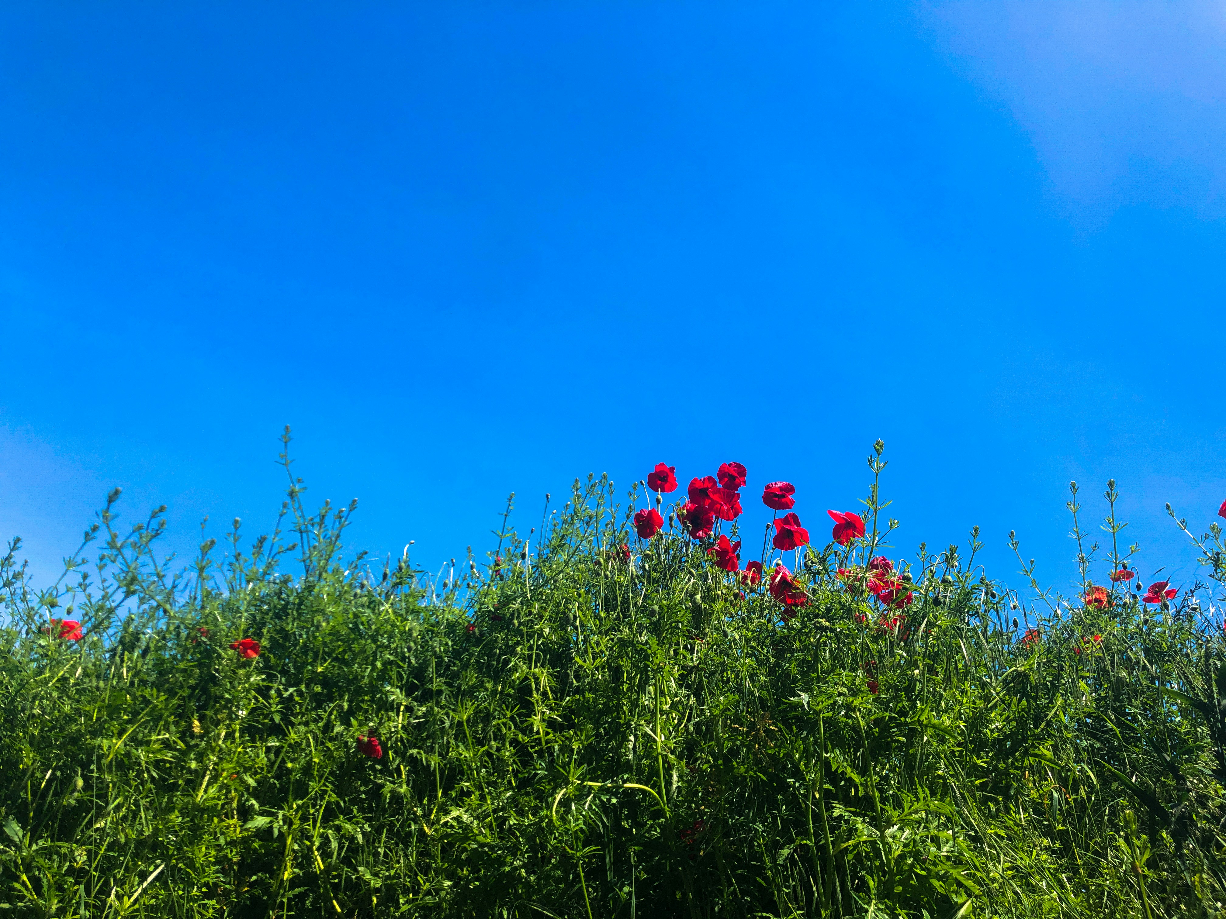 red flowers under blue sky during daytime