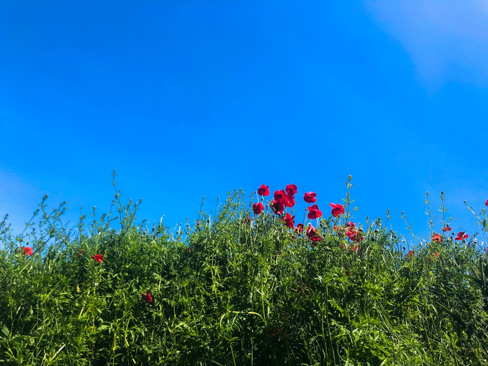 red flowers under blue sky during daytime