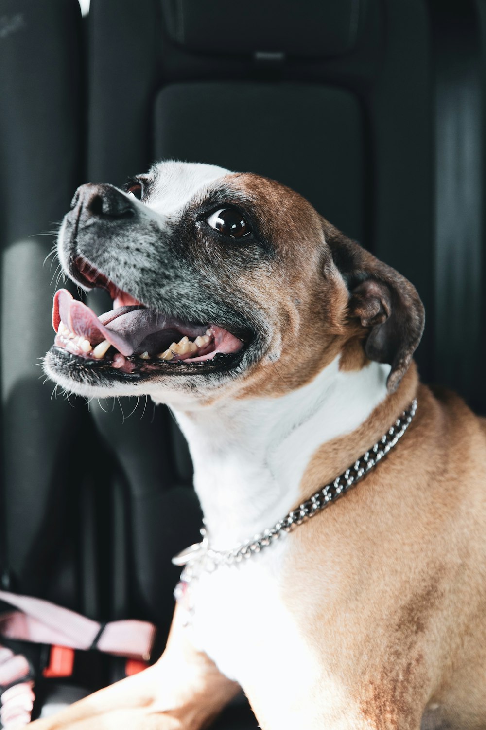 brown and white short coated dog