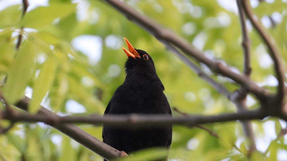 pájaro negro en la rama de un árbol durante el día