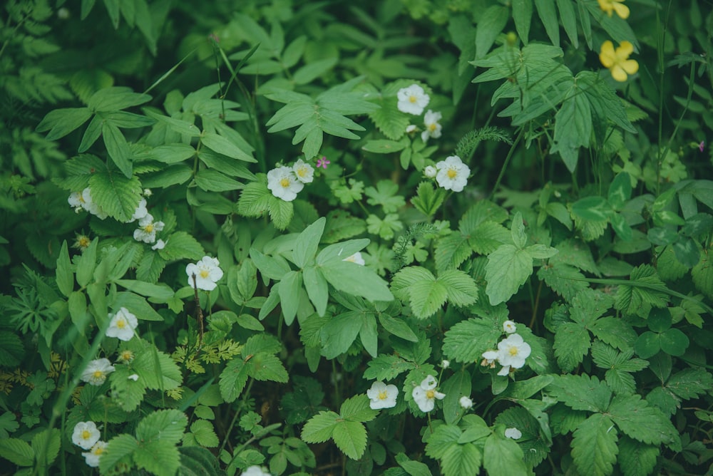 a bunch of flowers that are in the grass