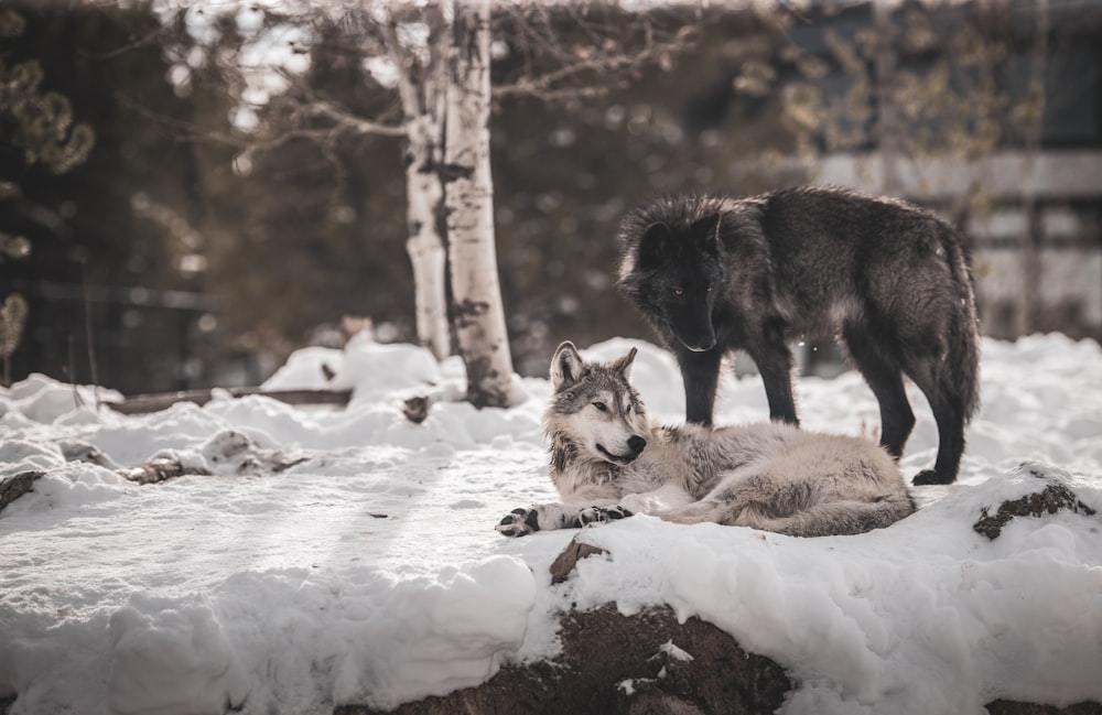 낮에는 눈 덮인 땅에 갈색과 검은 늑대가 있습니다.