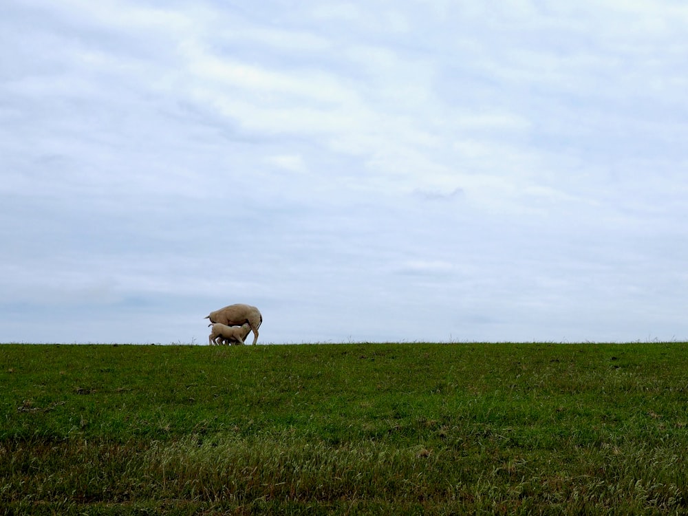 brown cow on green grass field under white sky during daytime