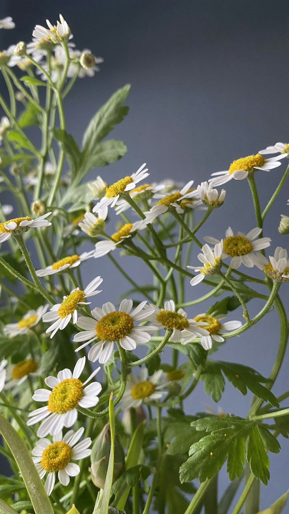 white and yellow flowers in tilt shift lens