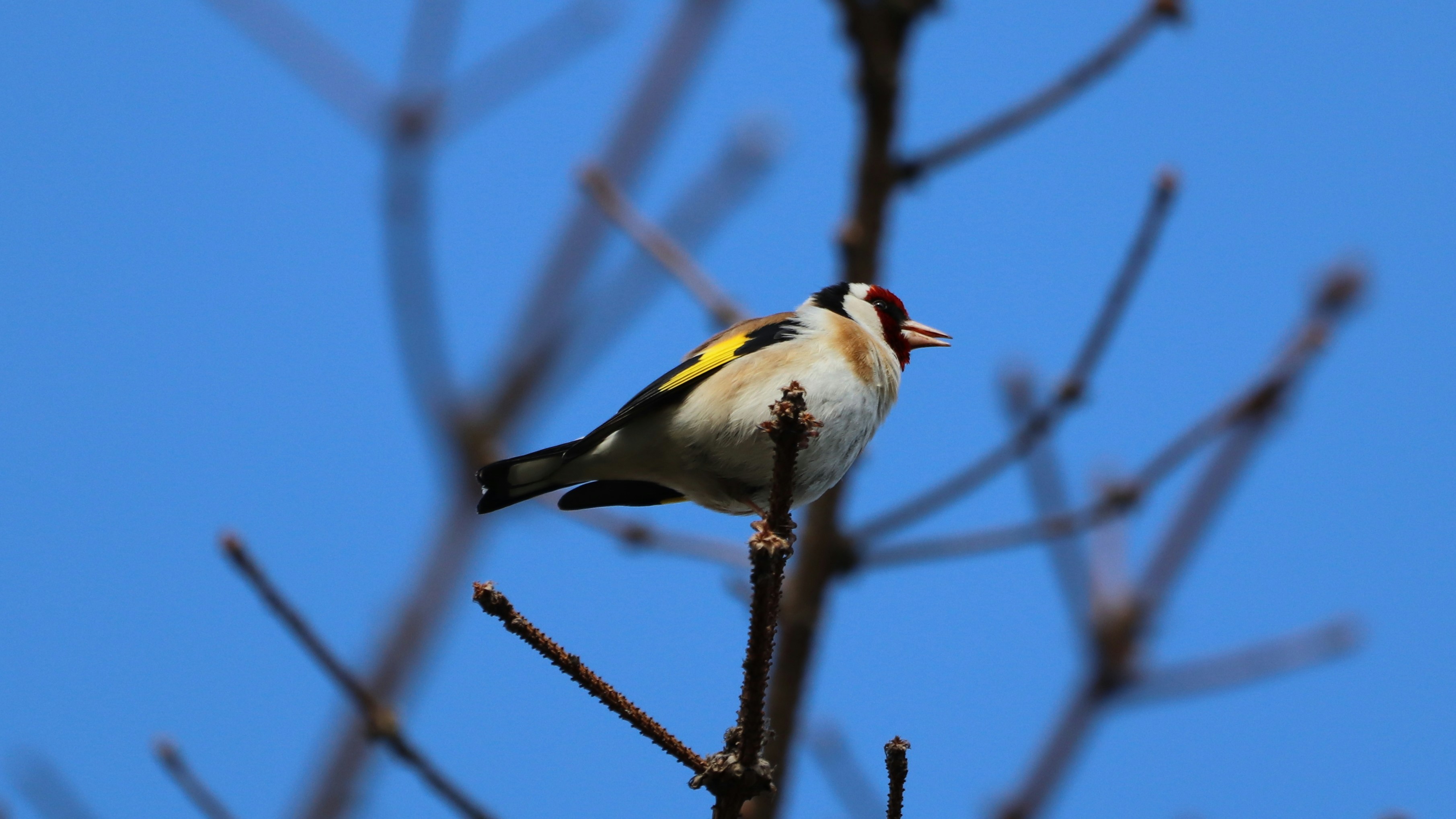 Photo by limosa