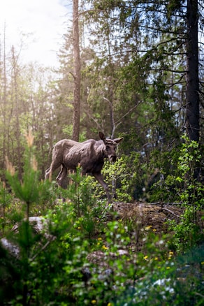 A moose is walking through a lush, green forest with sunlight filtering through the tall trees. The forest floor is covered with various plants and small shrubs, adding to the vibrant scenery.