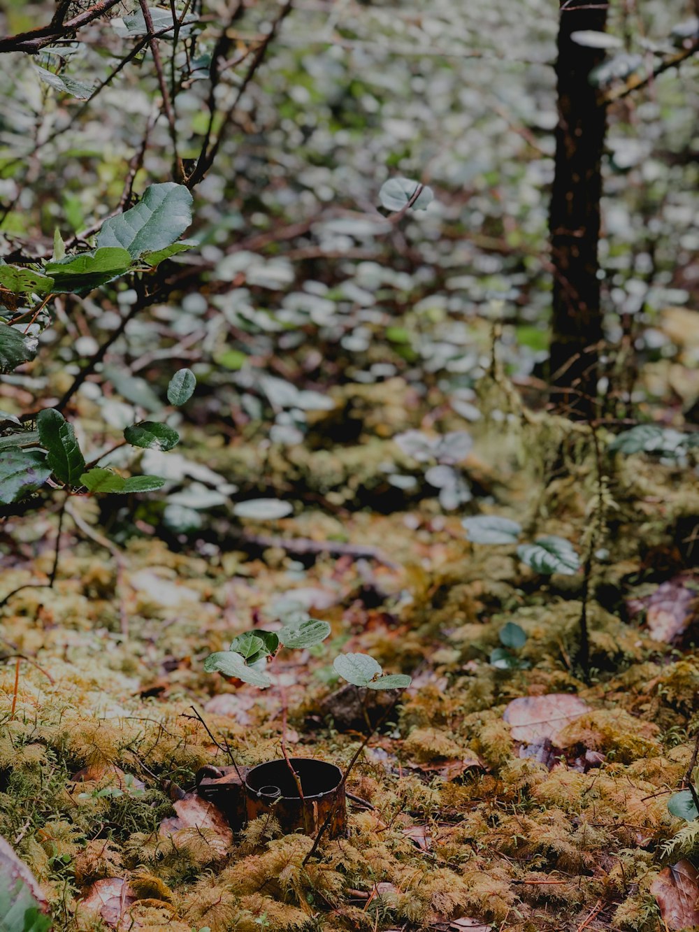 green plant on brown soil