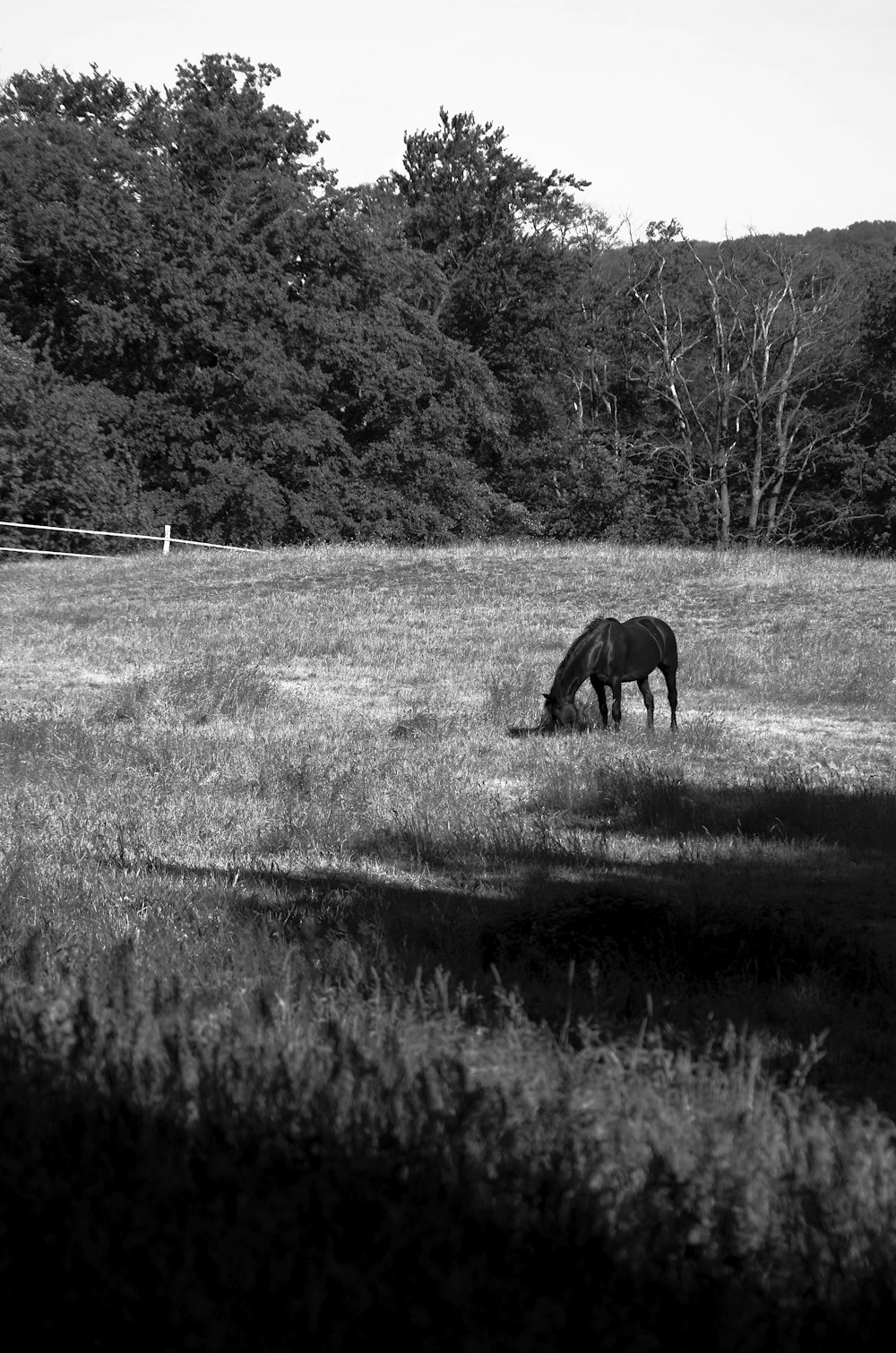 grayscale photo of horse eating grass