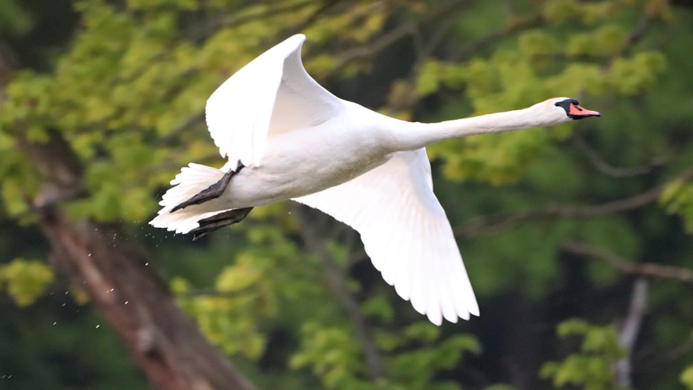 white bird flying over the tree